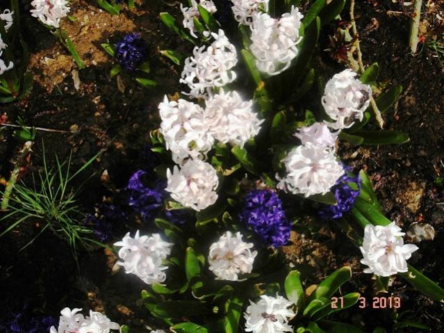Name:  DSC03201.jpg
Views: 637
Size:  67.0 KB
