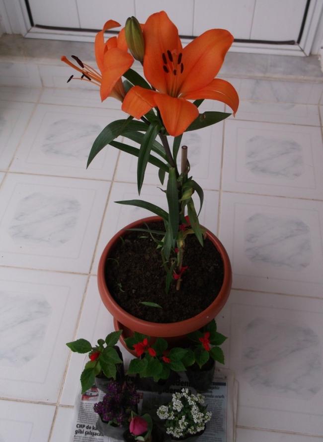 Name:  DSCF2625.jpg
Views: 1129
Size:  52.6 KB