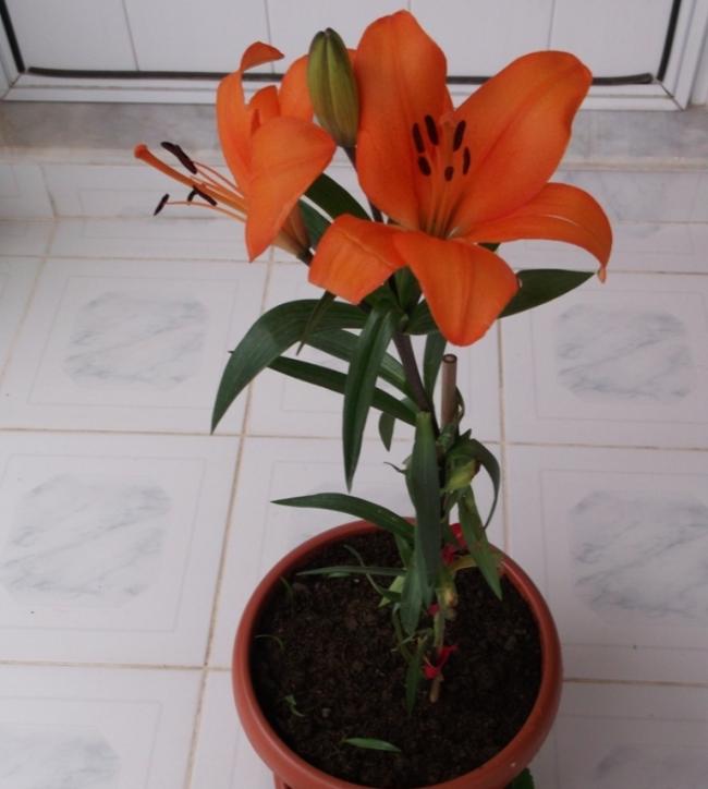 Name:  DSCF2624.jpg
Views: 1138
Size:  40.5 KB