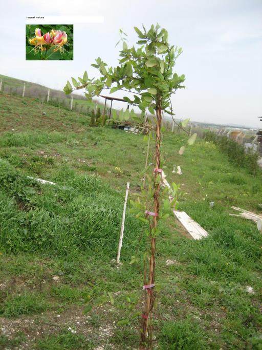 Name:  atalca nevruz 002.jpg
Views: 2153
Size:  71.8 KB