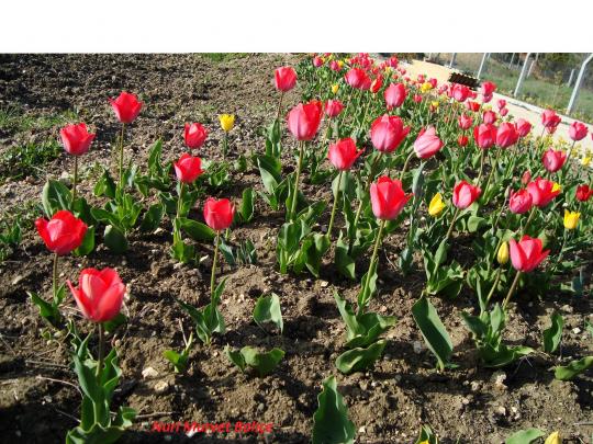 Name:  Nuri Murvet Bahe 107.jpg
Views: 2147
Size:  72.2 KB
