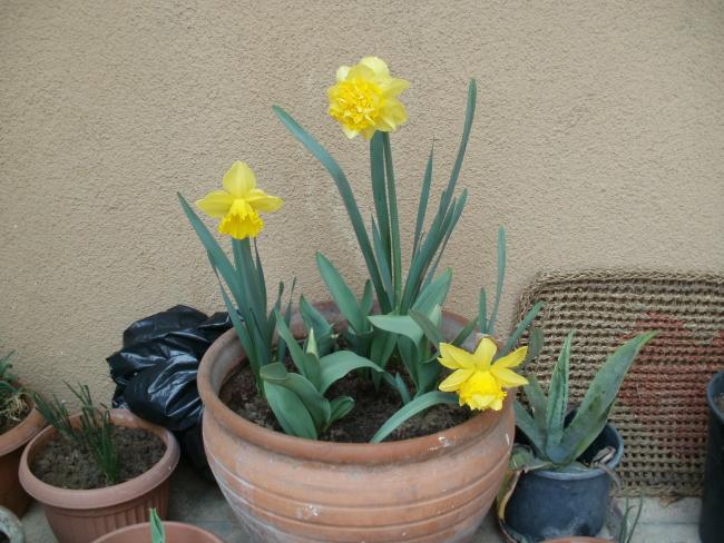 Name:  P3200101a.jpg
Views: 402
Size:  57.7 KB