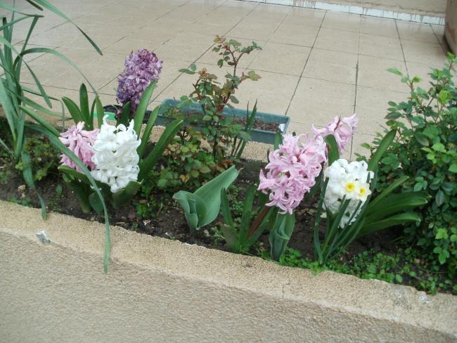 Name:  P3220106a.jpg
Views: 394
Size:  63.2 KB