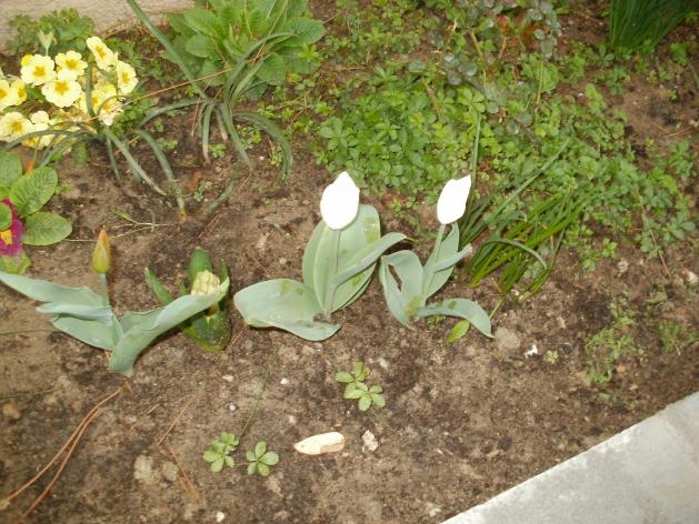 Name:  P3220117a.jpg
Views: 394
Size:  70.5 KB