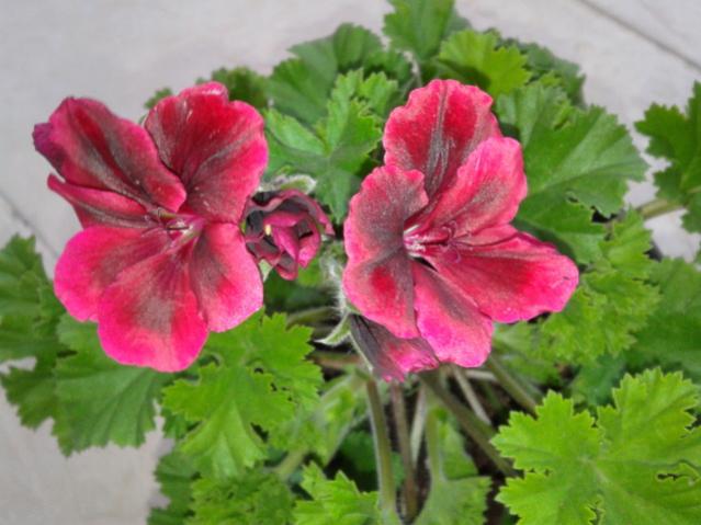Name:  20130323_081910.jpg
Views: 1876
Size:  42.4 KB