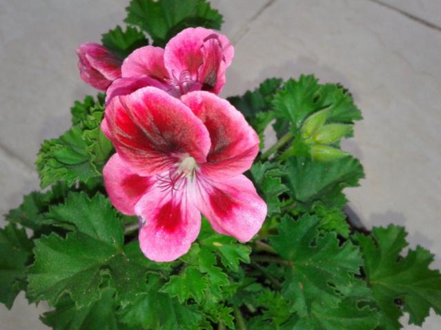 Name:  20130323_081844.jpg
Views: 639
Size:  40.3 KB