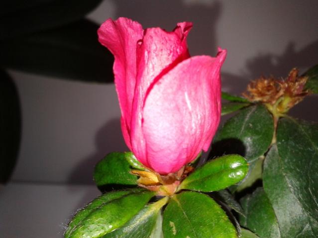 Name:  20130323_085236.jpg
Views: 637
Size:  33.6 KB