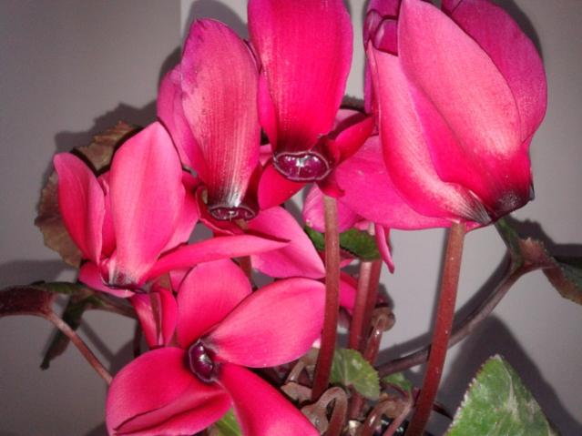 Name:  20130323_082839.jpg
Views: 613
Size:  39.5 KB