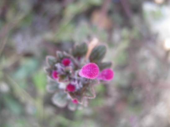 Name:  pembe k. ..jpg
Views: 1242
Size:  54.8 KB