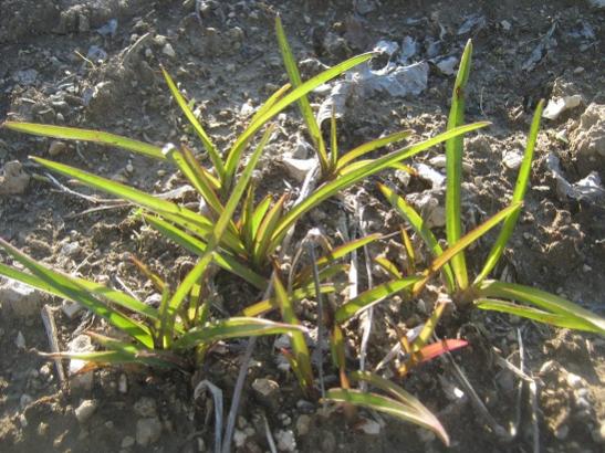 Name:  tradescantia andersoniana.jpg
Views: 1427
Size:  55.9 KB
