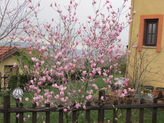 Name:  IMG_0377.jpg
Views: 497
Size:  70.0 KB