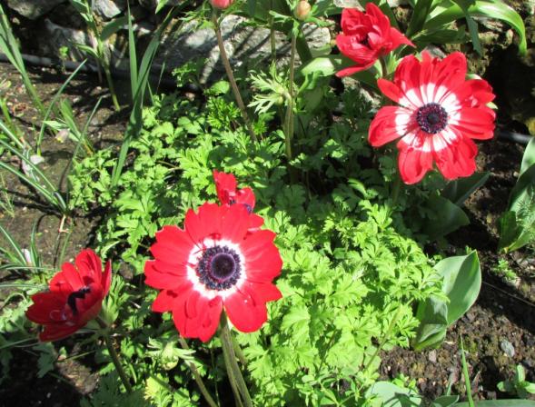 Name:  IMG_0833.jpg
Views: 531
Size:  72.8 KB