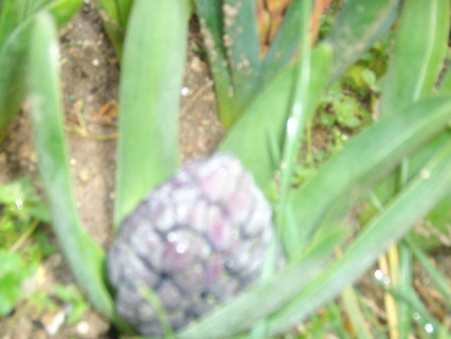 Name:  SANY0225.jpg
Views: 606
Size:  32.3 KB