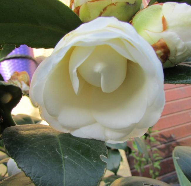 Name:  IMG_0783.jpg
Views: 456
Size:  39.5 KB