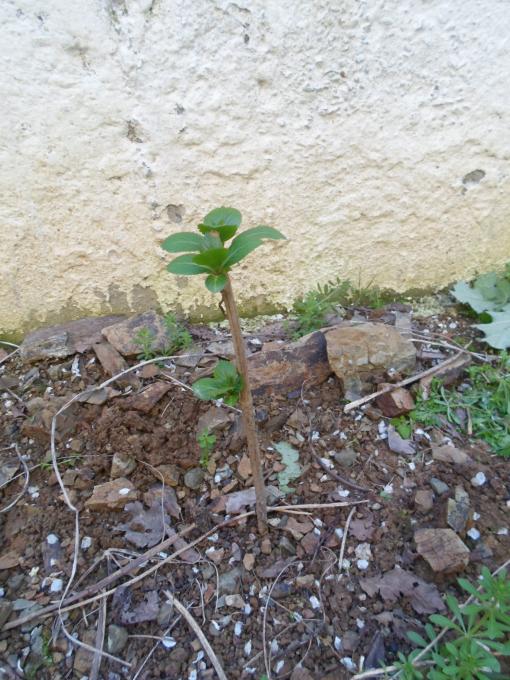 Name:  SAM_0534.jpg
Views: 406
Size:  75.6 KB