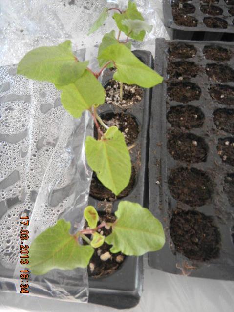Name:  096-DSCN2669.jpg
Views: 496
Size:  52.5 KB