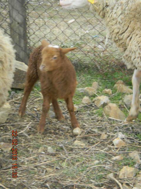 Name:  011-DSCN2584.jpg
Views: 670
Size:  59.7 KB