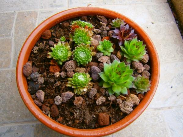 Name:  sempervivum.jpg
Views: 790
Size:  49.9 KB