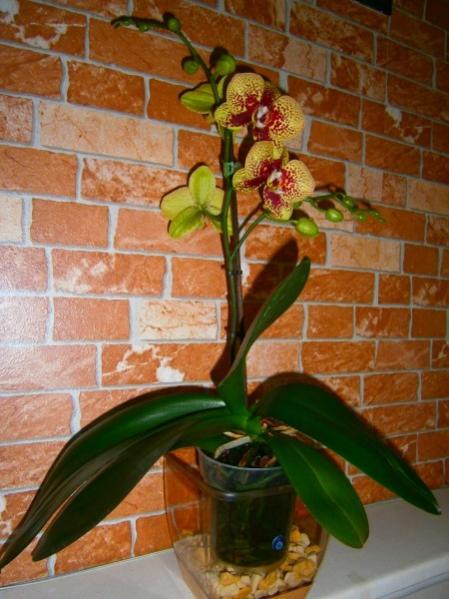 Name:  orkidemm (450 x 600).jpg
Views: 705
Size:  46.1 KB