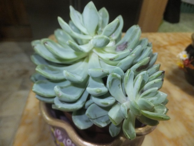 Name:  DSCF0929.jpg
Views: 382
Size:  64.2 KB