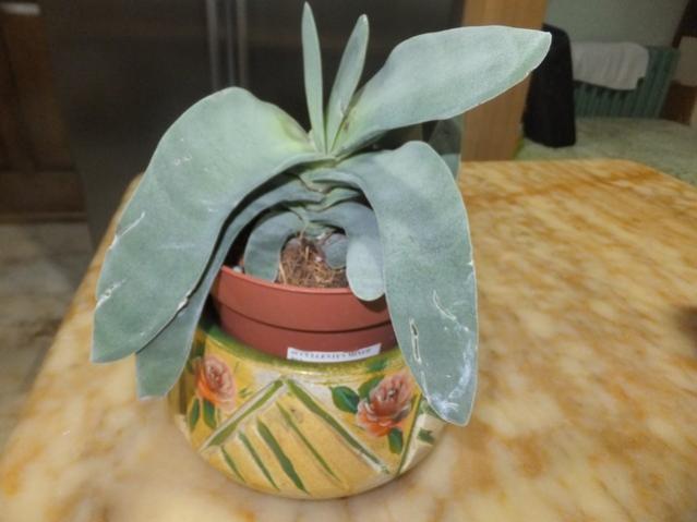 Name:  DSCF0930.jpg
Views: 357
Size:  32.3 KB