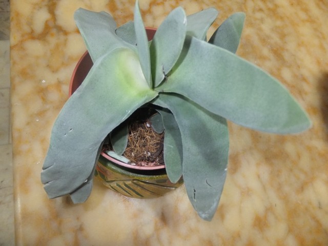 Name:  DSCF0931.jpg
Views: 366
Size:  67.2 KB