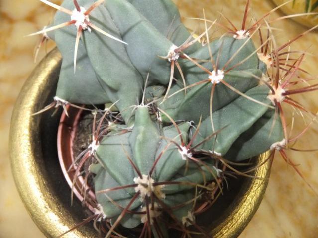 Name:  DSCF0934.jpg
Views: 401
Size:  47.8 KB