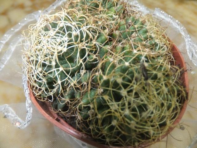 Name:  DSCF0937.jpg
Views: 369
Size:  60.8 KB