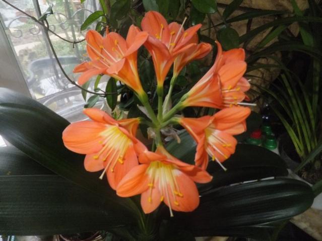 Name:  DSCF0945.jpg
Views: 352
Size:  41.7 KB