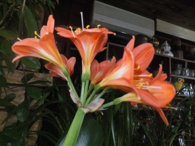 Name:  DSCF0947.jpg
Views: 372
Size:  40.6 KB