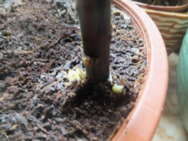 Name:  DSCF0951.jpg
Views: 378
Size:  44.3 KB
