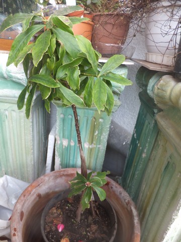 Name:  DSCF0952.jpg
Views: 396
Size:  68.0 KB