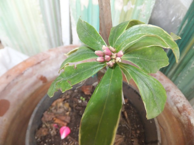 Name:  DSCF0953.jpg
Views: 402
Size:  68.9 KB