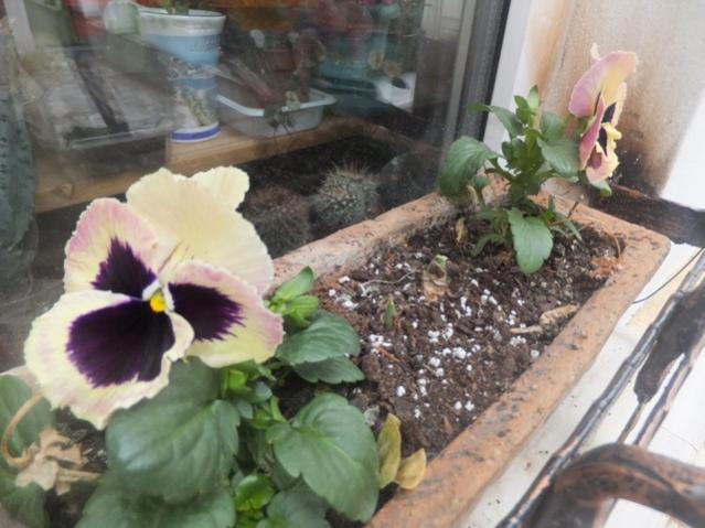 Name:  DSCF0996.jpg
Views: 350
Size:  47.8 KB