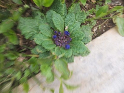 Name:  DSCF1002.jpg
Views: 355
Size:  66.8 KB