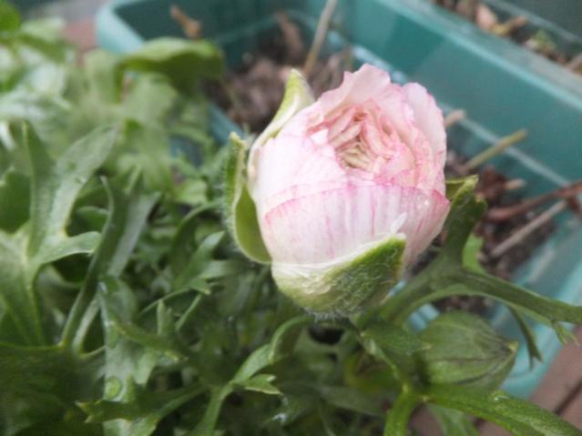 Name:  DSCF1023.jpg
Views: 343
Size:  33.6 KB