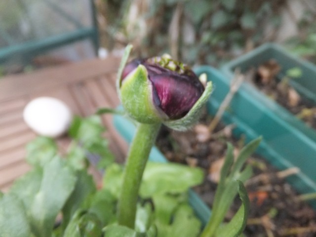 Name:  DSCF1024.jpg
Views: 337
Size:  59.9 KB