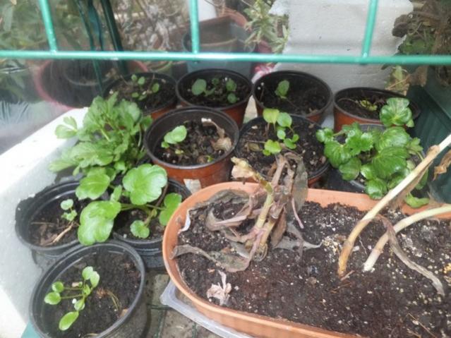 Name:  DSCF1025.jpg
Views: 373
Size:  56.6 KB