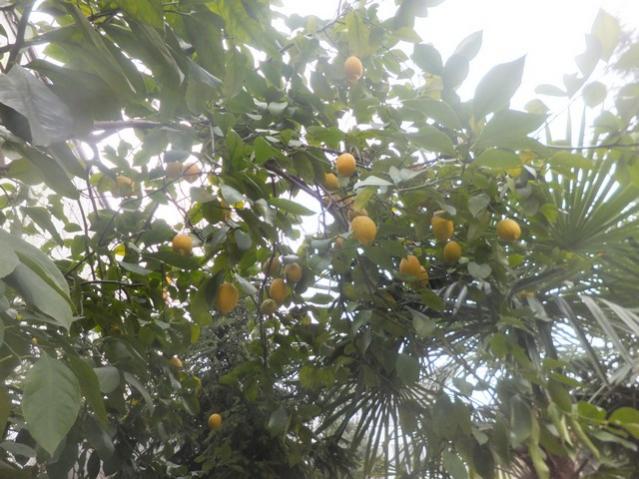 Name:  DSCF1032.jpg
Views: 346
Size:  57.1 KB