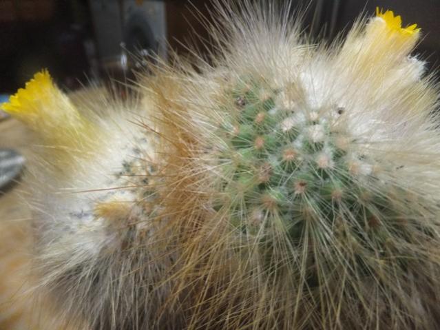 Name:  DSCF1074.jpg
Views: 356
Size:  47.2 KB