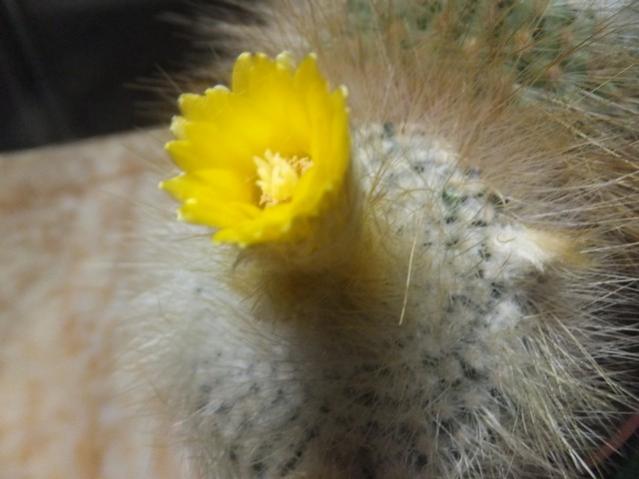 Name:  DSCF1076.jpg
Views: 349
Size:  34.2 KB