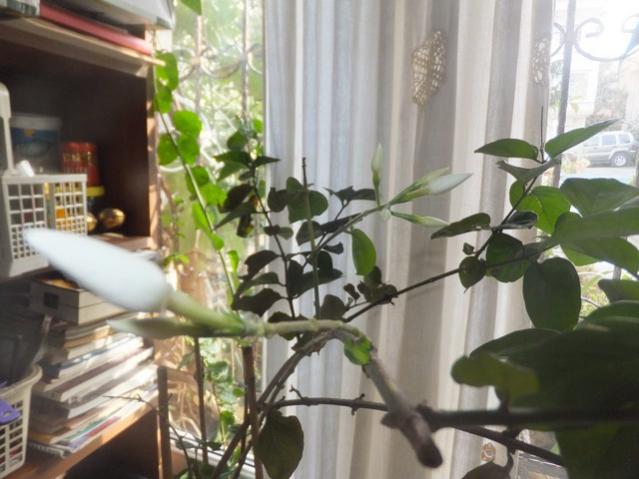 Name:  DSCF1112.jpg
Views: 463
Size:  44.6 KB