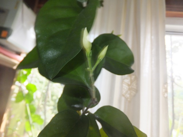 Name:  DSCF1115.jpg
Views: 483
Size:  55.3 KB