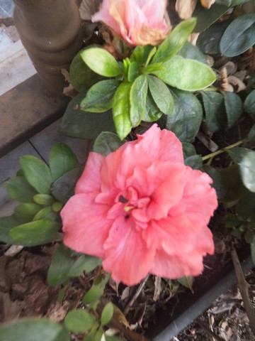 Name:  DSCF1136.jpg
Views: 423
Size:  55.7 KB