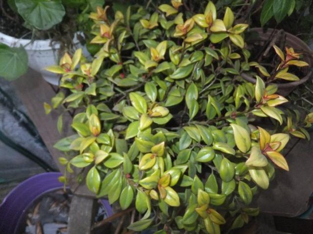 Name:  DSCF1238.jpg
Views: 401
Size:  52.1 KB