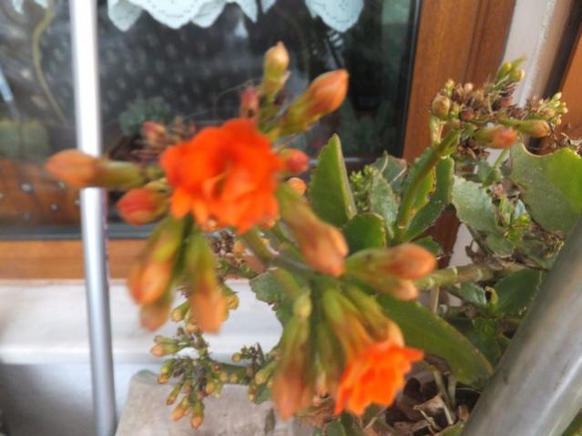 Name:  DSCF1143.jpg
Views: 412
Size:  38.7 KB