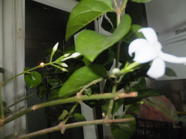 Name:  DSCF1180.jpg
Views: 389
Size:  68.1 KB