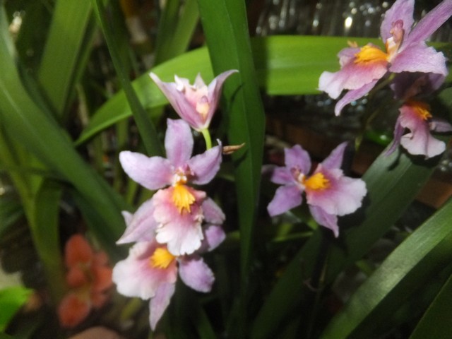 Name:  DSCF1187.jpg
Views: 427
Size:  67.1 KB