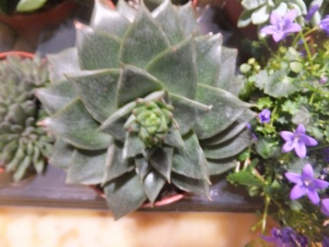 Name:  DSCF1209.jpg
Views: 409
Size:  68.4 KB