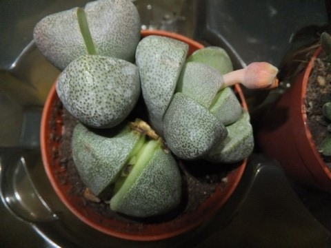 Name:  DSCF1211.jpg
Views: 398
Size:  64.7 KB